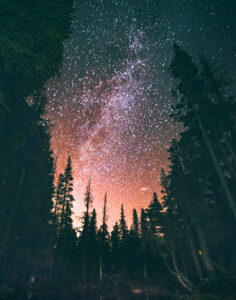 starry-forest