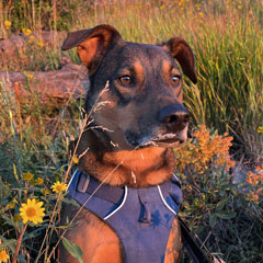Zorro the dog